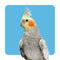 Bird Supplies