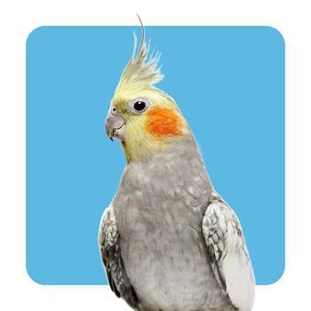 Bird Supplies