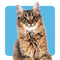Cat Supplies