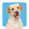 Dog Supplies