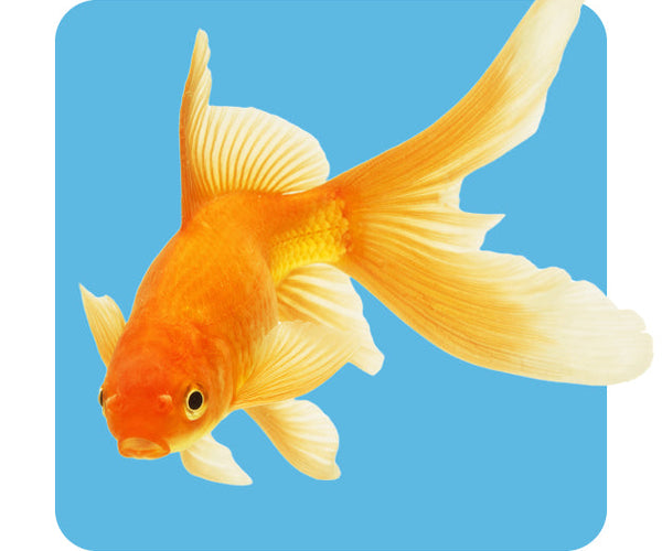 Fish Supplies, Accessories and Products | Pets Domain