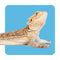Reptile Supplies