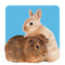 Small Animal Supplies