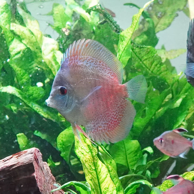 Discus Fish Food