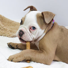 Collection image for: Dog Coffee Wood Chews