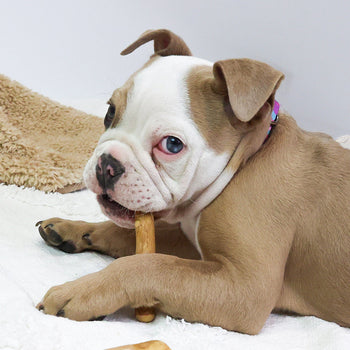 Dog Coffee Wood Chews
