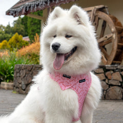 Collection image for: Dan & Sam Candy Cane Kisses Dog Walkwear