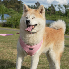 Collection image for: Dan & Sam Candy Floss Dog Walkwear