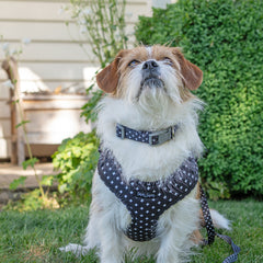 Collection image for: Dan & Sam Crossways Dog Walkwear