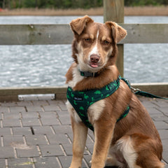 Collection image for: Dan & Sam Dinosaur Land Dog Walkwear