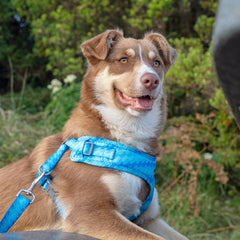 Collection image for: Dan & Sam Coastal Dog Walkwear