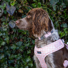 Collection image for: Dan & Sam Daisy Picnic Dog Walkwear