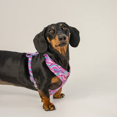 Collection image for: Dan & Sam Disco Party Dog Walkwear