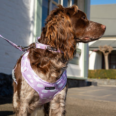 Collection image for: Dan & Sam Dreamer Dog Walkwear