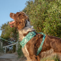 Collection image for: Dan & Sam Lahana Dog Walkwear