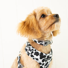 Collection image for: Dan & Sam Milkshake Dog Walkwear