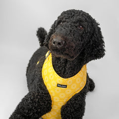 Collection image for: Dan & Sam Wild Sunflower Dog Walkwear