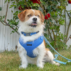 Collection image for: Dan & Sam Ziggy Dog Walkwear