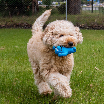 Dog Squeaker Toys