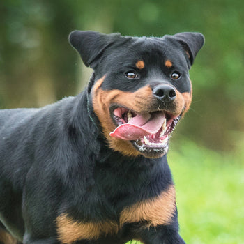 Dog Tough Toys