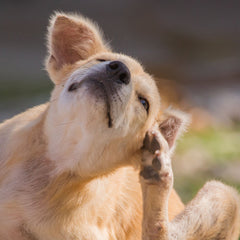 Collection image for: Dog Food - Allergy Friendly