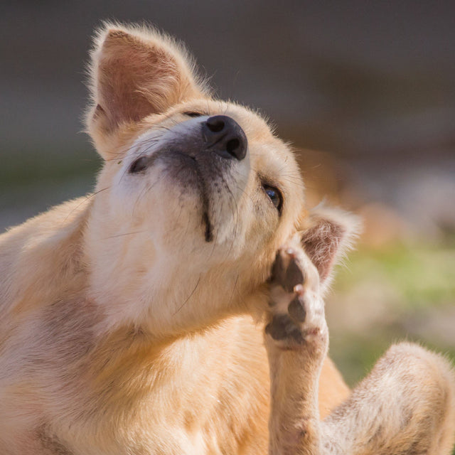 Dog Food - Allergy Friendly