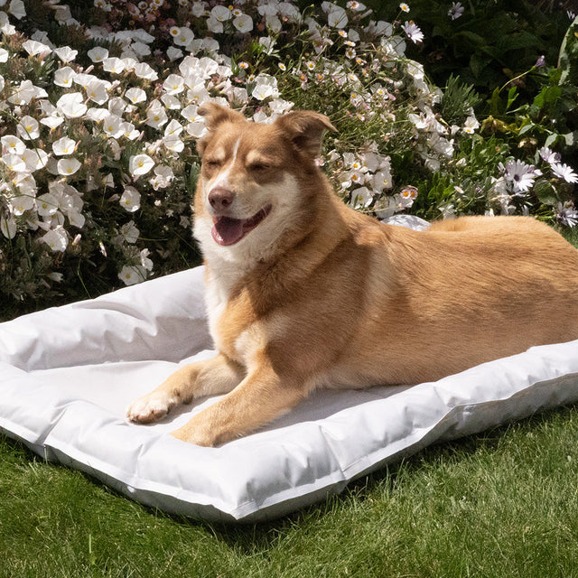 Dog Cooling Beds