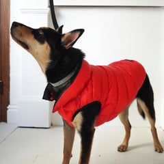 Collection image for: Dog Puffer Jackets