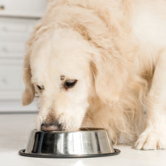 Collection image for: Dog Food