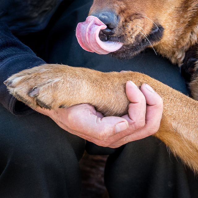 Dog Food - Joint Support