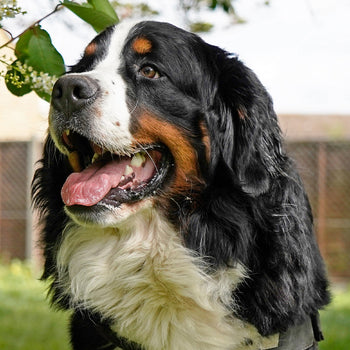 Dog Flea, Tick & Worming - Large 25-39kg