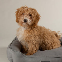 Collection image for: Dog Beds - Small