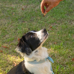 Collection image for: Dog - Training & behaviour control