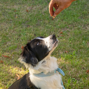 Dog - Training & behaviour control