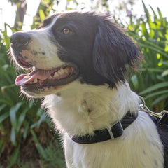 Collection image for: Dog Basic Collars