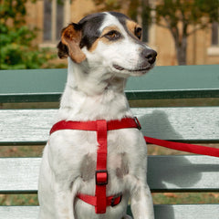 Collection image for: Dog Basic Harnesses