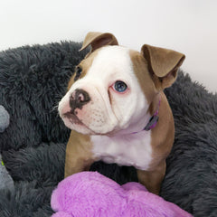 Collection image for: Dog - Bedding