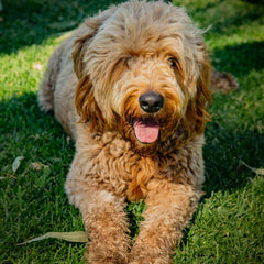 Collection image for: Dog Food - Breed Specific