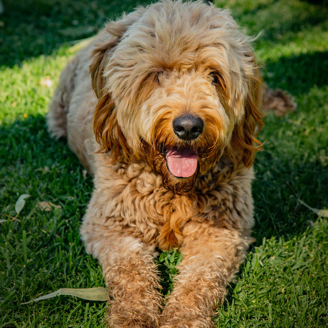 Dog Food - Breed Specific