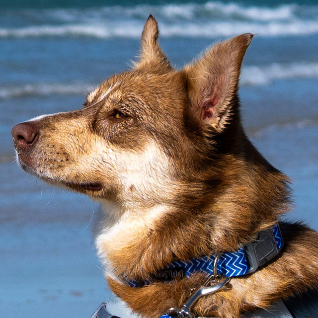 Dog Collars
