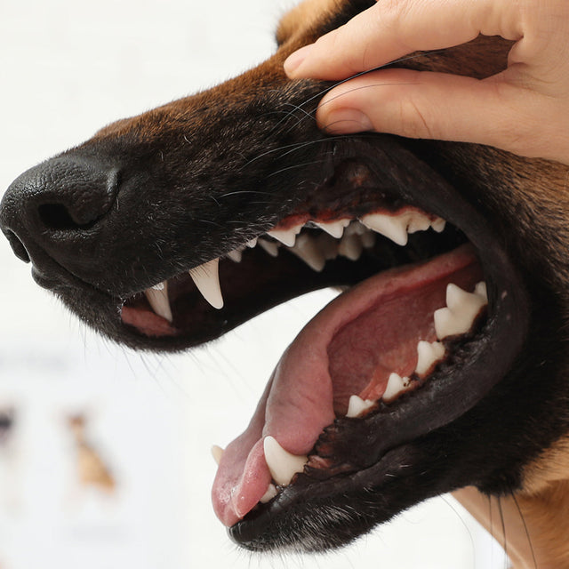 Dog Food - Dental Care