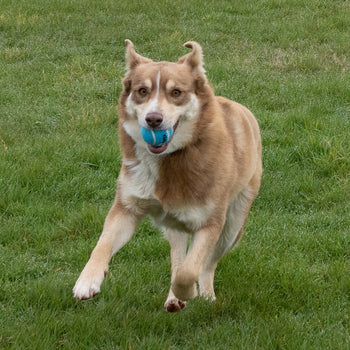 Dog Balls