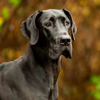 Dog Flea, Tick & Worming - Giant 40-60kg