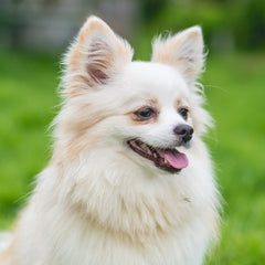 Collection image for: Dog Flea, Tick & Worming - Mini 0-5kg