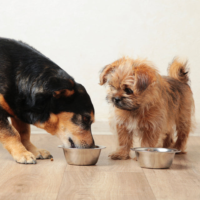 Dog Food - All Breed