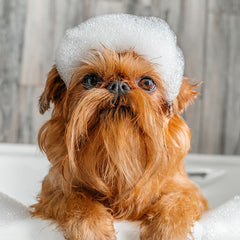 Collection image for: Dog - Grooming