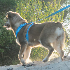 Collection image for: Dog Harnesses