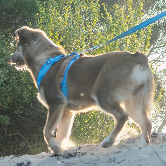 Dog Harnesses