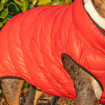 Dog - Coats & Clothing