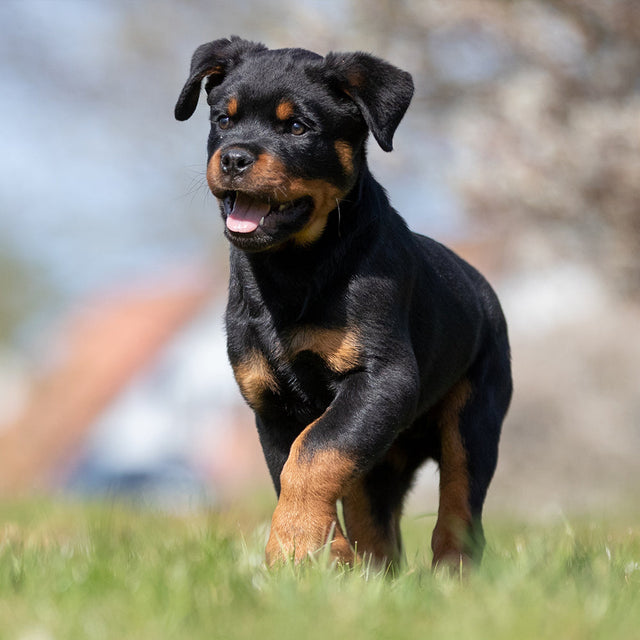 Puppy Food - Large Breed